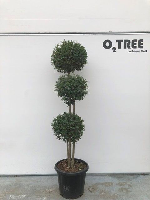 Ligustrum delavayanum