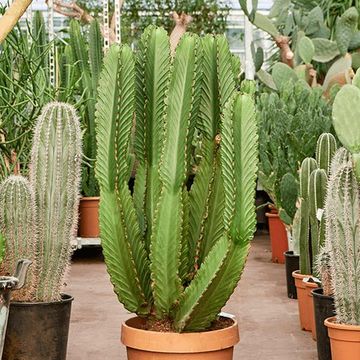 Euphorbia ingens