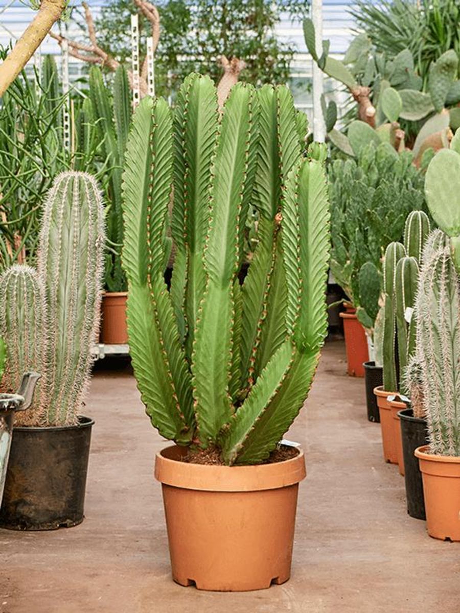Euphorbia ingens en Lechuza Cube Premium