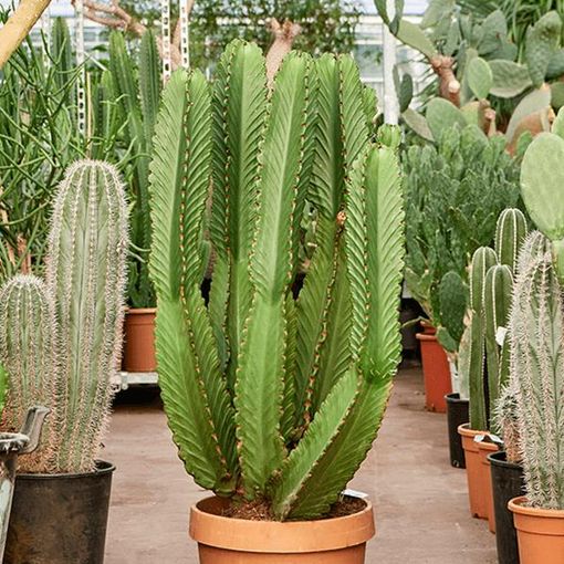 Euphorbia ingens