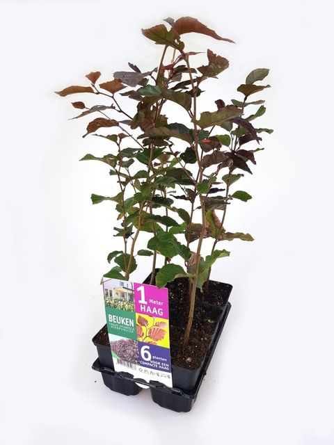 Fagus sylvatica 'Atropunicea'