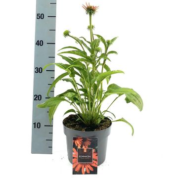 Echinacea LAKOTA ORANGE
