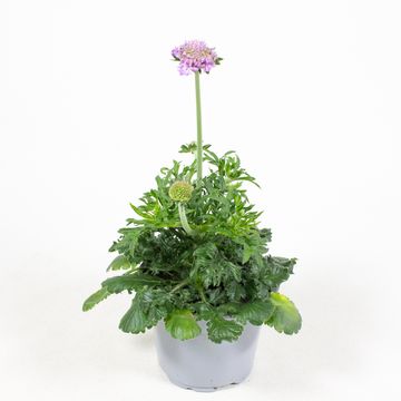 Scabiosa columbaria 'Mariposa Blue'