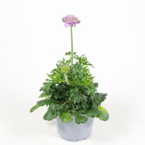 Scabiosa columbaria 'Mariposa Blue'
