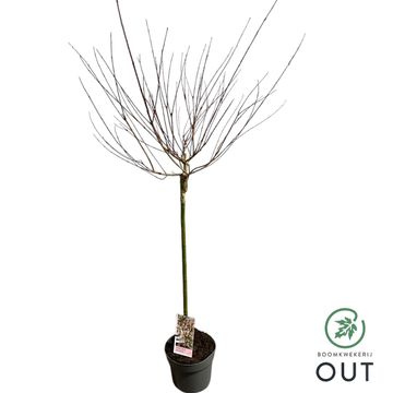Salix integra 'Hakuro-nishiki'
