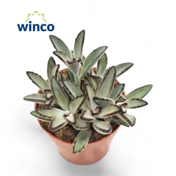 Kalanchoe tomentosa 'Nigra'