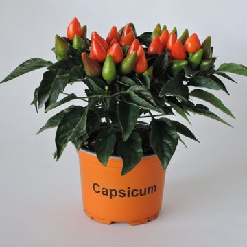Capsicum annuum SALSA MIX