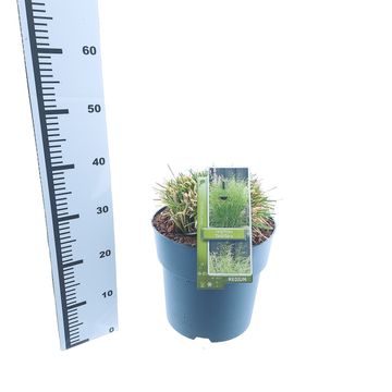 Deschampsia cespitosa 'Tardiflora'