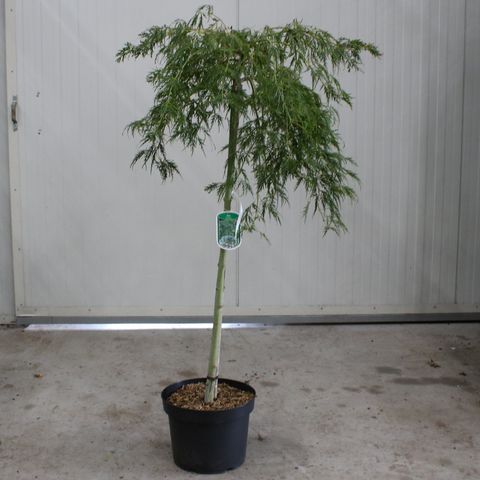 Acer palmatum 'Dissectum'