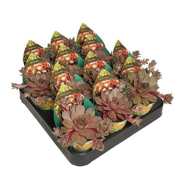 Sempervivum 'Pacific Blue Ice'