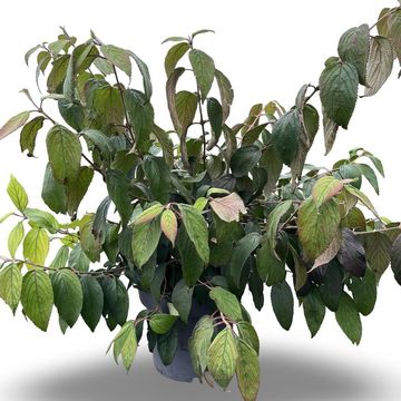 Viburnum plicatum KILIMANDJARO