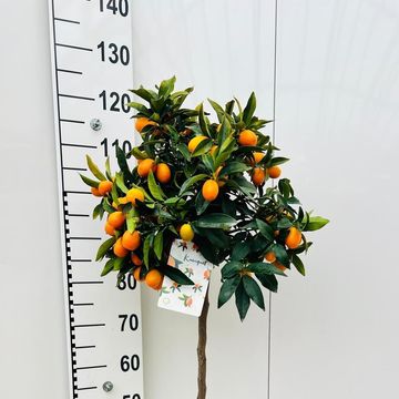 Citrus margarita 'Nagami'