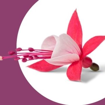 Fuchsia BELLA FUCHSIA EVITA