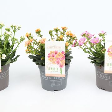 Lewisia cotyledon MOUNTAIN DREAMS MIX