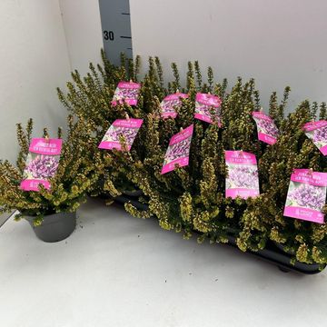 Erica carnea Winter Ladies