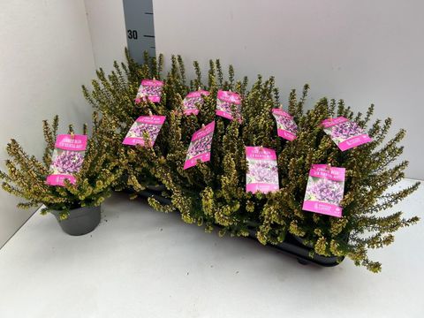Erica carnea Winter Ladies