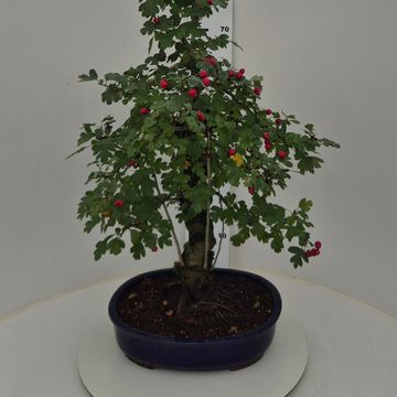 Crataegus cuneata