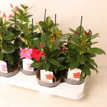 Mandevilla RIO MIX