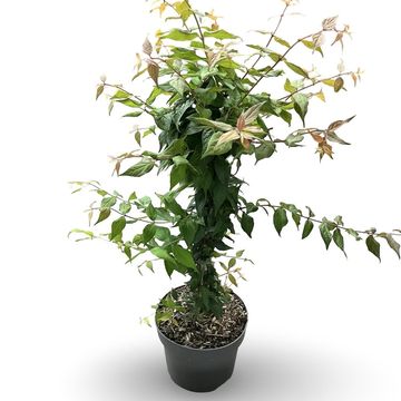 Kolkwitzia amabilis 'Pink Cloud'