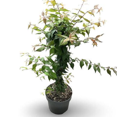 Kolkwitzia amabilis 'Pink Cloud'