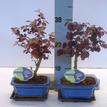 Лоропеталум chinense rubrum