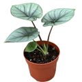 Alocasia 'Platinum'