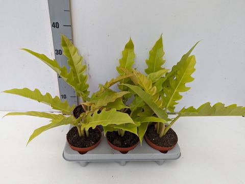 Philodendron 'Yellow Saw'