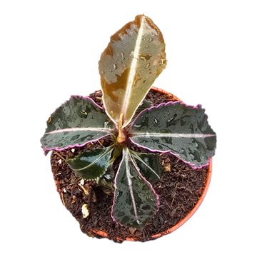Labisia pumila