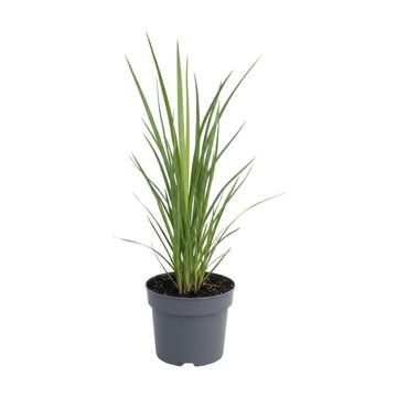 Kniphofia 'Tawny King'