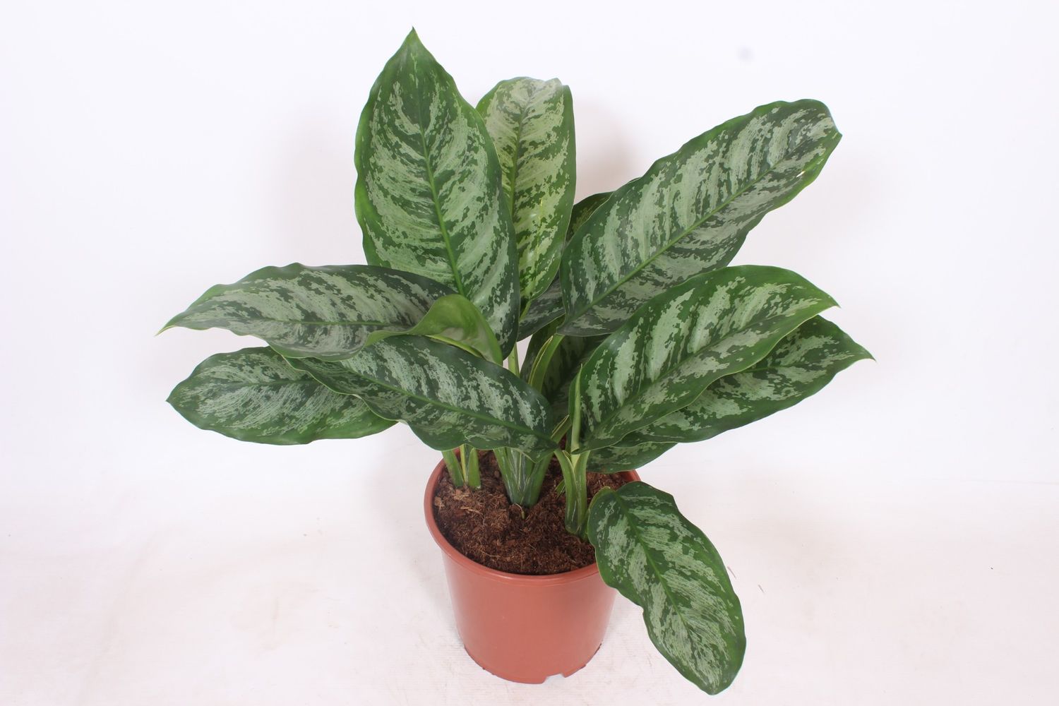Aglaonema 'Chantal'  Plant Wholesale FlorAccess