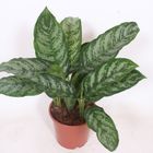 Aglaonema 'Chantal'