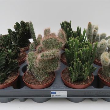 Kaktusy CRISTATA MIX