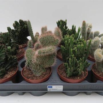 Cactos CRISTATA MIX