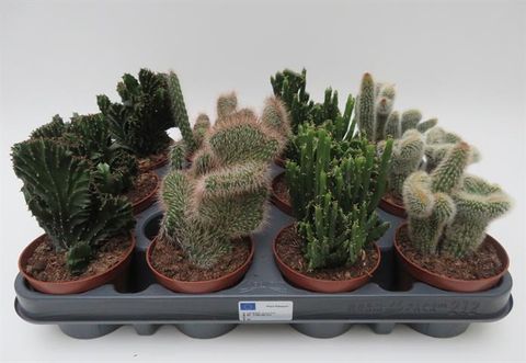 Cactus CRISTATA MIX