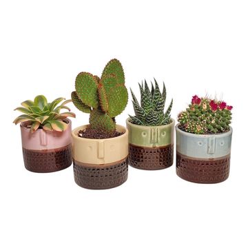 Cactus / Succulents MIX