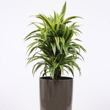 Dracaena fragrans 'Лемон Лайм'