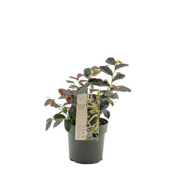 Loropetalum chinense RUBY SNOW