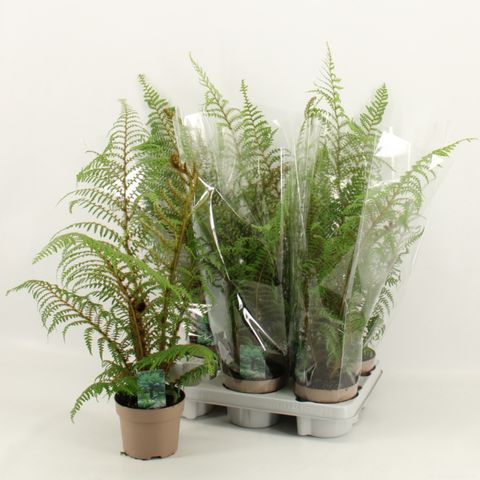 Cyathea tomentosissima 'Highland Lace'