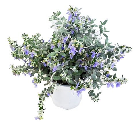 Teucrium fruticans