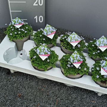 Isotoma fluviatilis 'Blue Foot'