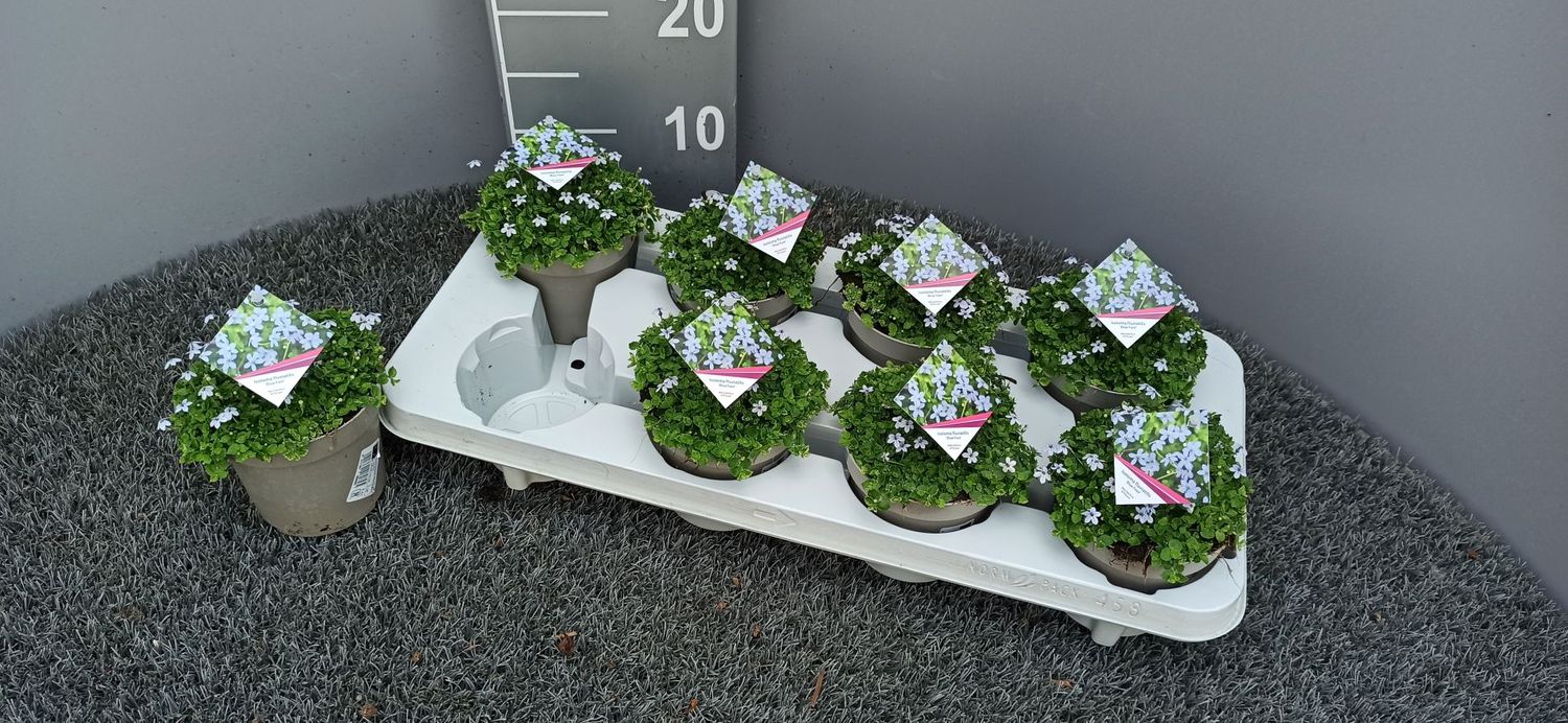 Isotoma Fluviatilis 'Alba' - Lot De 20 Plantes, 10-25 Cm, Pot 9 Cm - Couvre-sol à Fleurs Blanches - 6