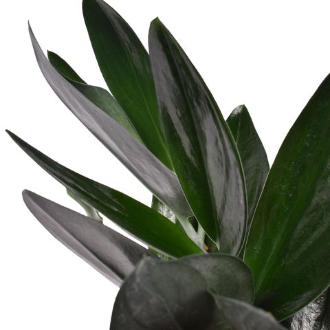 Scindapsus treubii DARK FORM (Van der Arend Tropical Plantcenter)