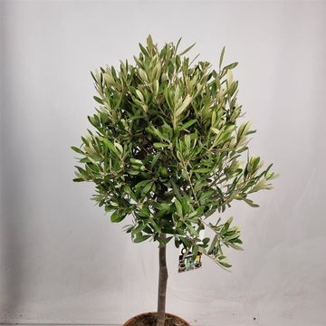 Olea europaea