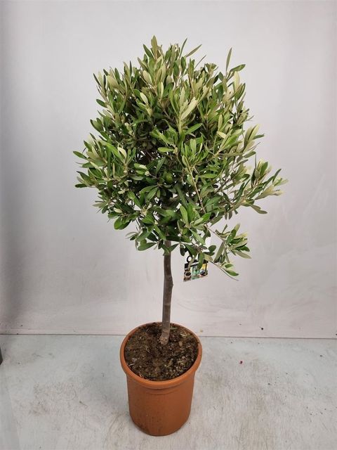 Olea europaea