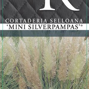 Cortaderia selloana MINISILVERPAMPAS (Cammeraat Potcultuur)