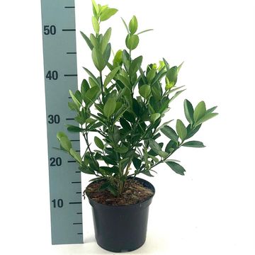 Euonymus japonicus