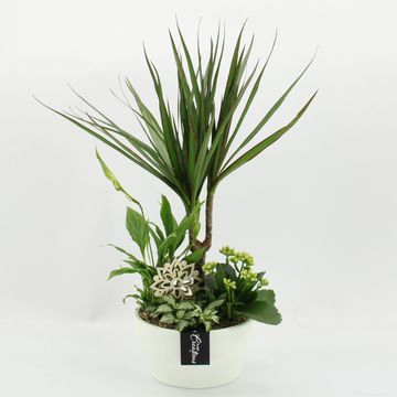 Arrangement Houseplants