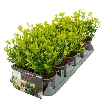 Rhododendron BLOOMBUX PINK