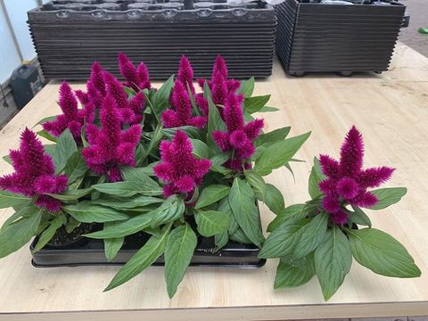 Celosia CARACAS
