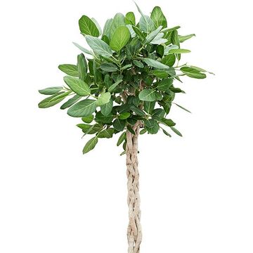 Ficus benghalensis 'Audrey'